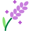 Lavanda